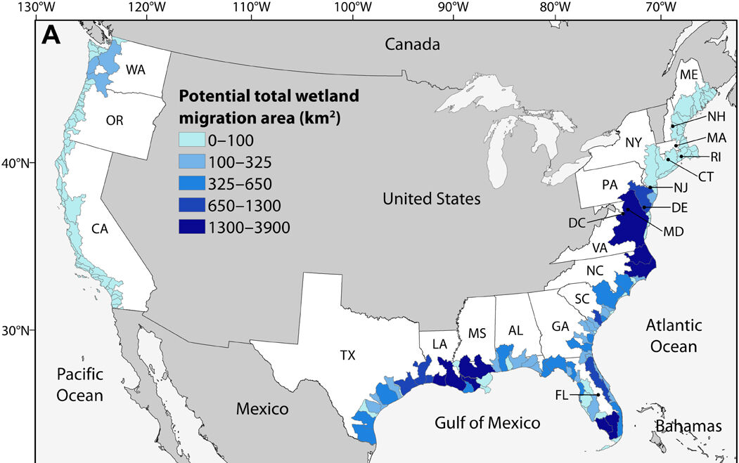 Coastal wetland migration